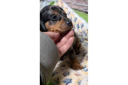 成約済の愛知県のミックス犬-368553の9枚目