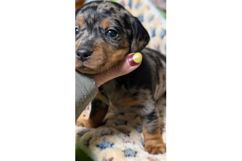 成約済の愛知県のミックス犬-368553の8枚目