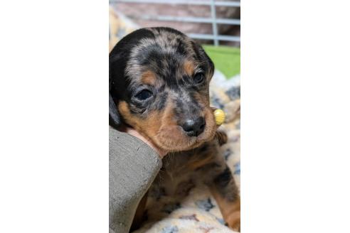成約済の愛知県のミックス犬-368553の7枚目
