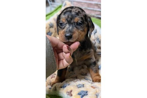 成約済の愛知県のミックス犬-368553の6枚目