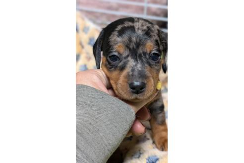 成約済の愛知県のミックス犬-368553の5枚目