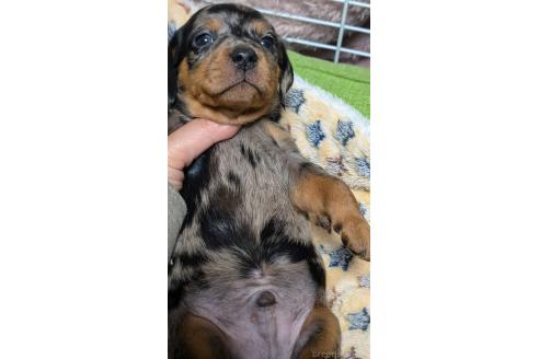 成約済の愛知県のミックス犬-368553の3枚目