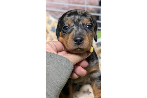 成約済の愛知県のミックス犬-368553の2枚目