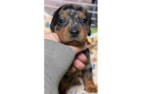 成約済の愛知県のミックス犬-368553の1枚目