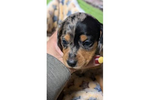 成約済の愛知県のミックス犬-368554の11枚目