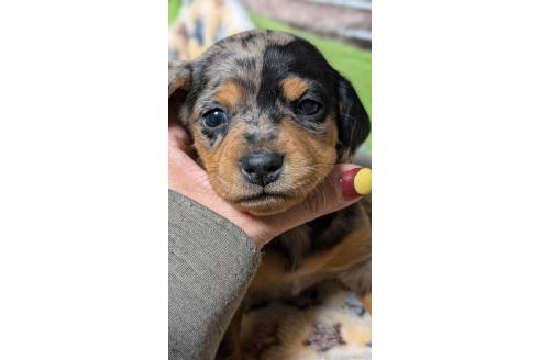 成約済の愛知県のミックス犬-368554の1枚目