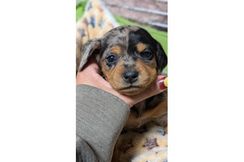成約済の愛知県のミックス犬-368554の10枚目