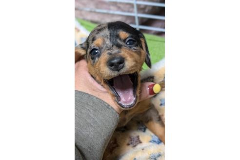 成約済の愛知県のミックス犬-368554の9枚目