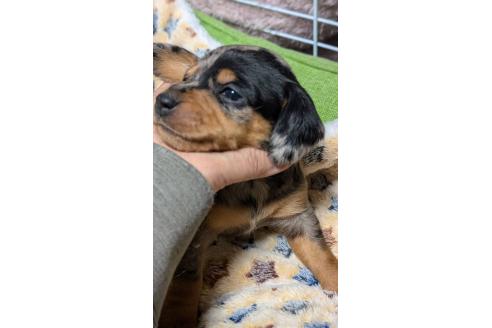 成約済の愛知県のミックス犬-368554の8枚目