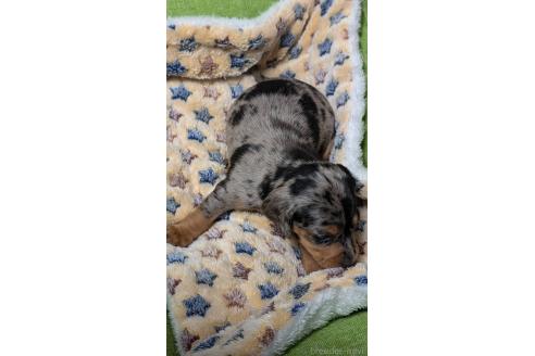 成約済の愛知県のミックス犬-368554の7枚目