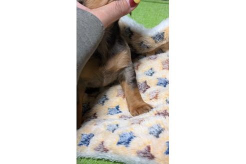 成約済の愛知県のミックス犬-368554の6枚目