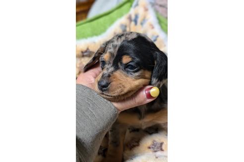 成約済の愛知県のミックス犬-368554の4枚目