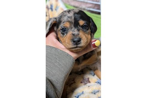 成約済の愛知県のミックス犬-368554の3枚目