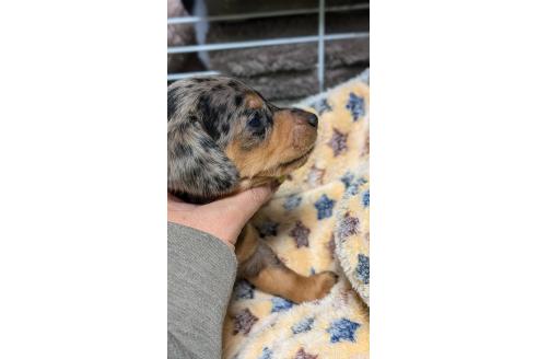 成約済の愛知県のミックス犬-368554の2枚目