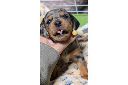 成約済の愛知県のミックス犬-368555の18枚目