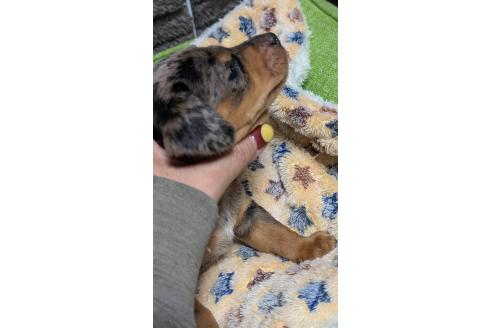 成約済の愛知県のミックス犬-368555の17枚目