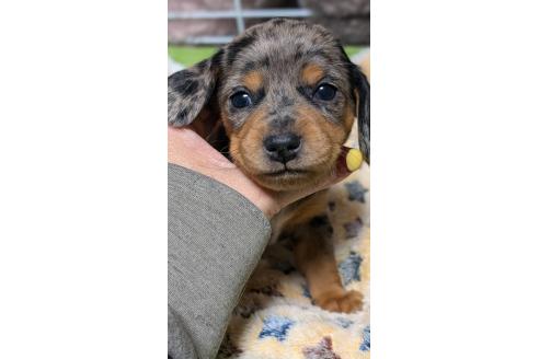 成約済の愛知県のミックス犬-368555の1枚目