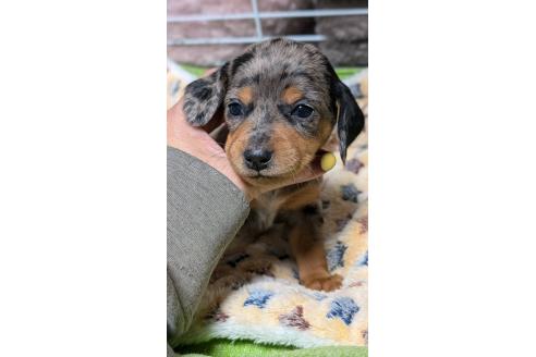 成約済の愛知県のミックス犬-368555の16枚目