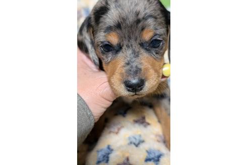 成約済の愛知県のミックス犬-368555の15枚目