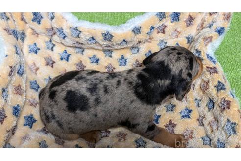 成約済の愛知県のミックス犬-368555の14枚目