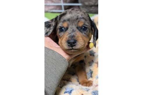 成約済の愛知県のミックス犬-368555の13枚目