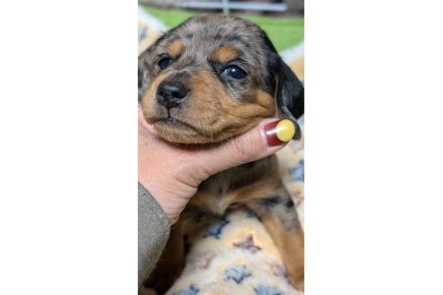 成約済の愛知県のミックス犬-368555の12枚目