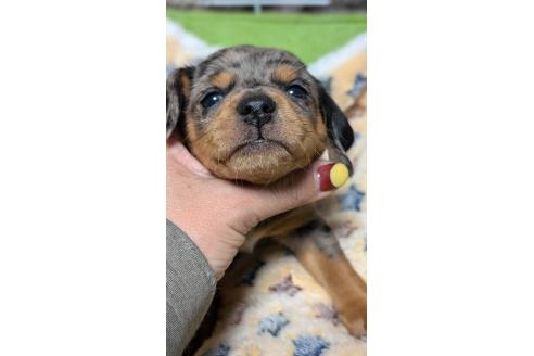 成約済の愛知県のミックス犬-368555の11枚目