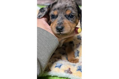 成約済の愛知県のミックス犬-368555の9枚目