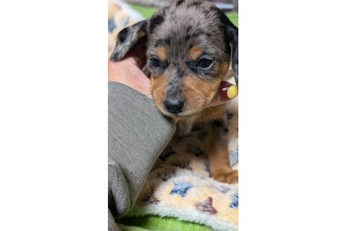 成約済の愛知県のミックス犬-368555の10枚目