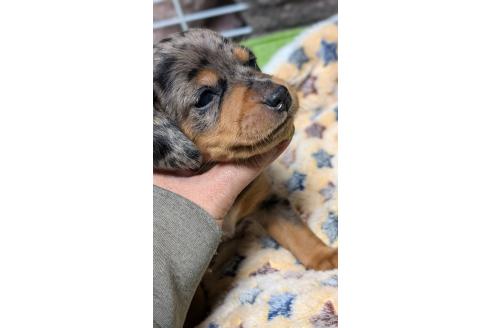 成約済の愛知県のミックス犬-368555の4枚目