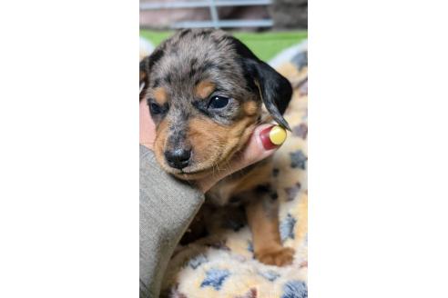 成約済の愛知県のミックス犬-368555の2枚目