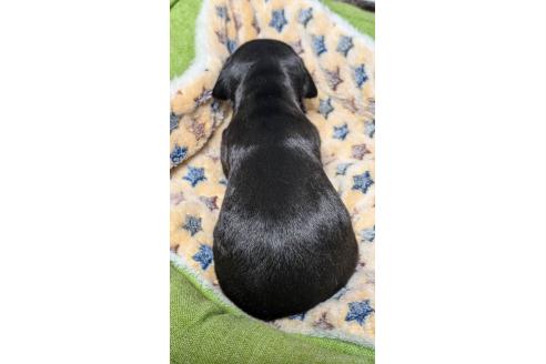 成約済の愛知県のミックス犬-368556の16枚目