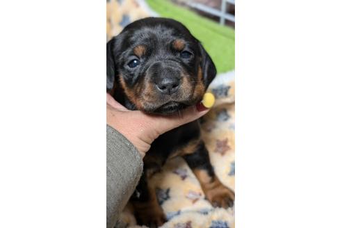 成約済の愛知県のミックス犬-368556の14枚目