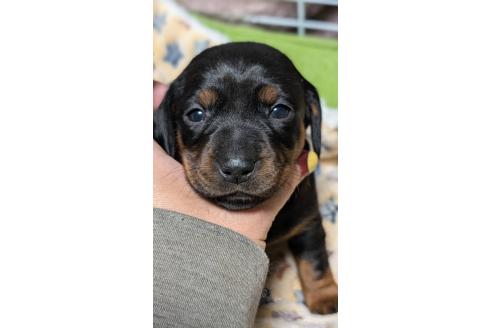 成約済の愛知県のミックス犬-368556の1枚目
