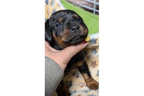 成約済の愛知県のミックス犬-368556の13枚目