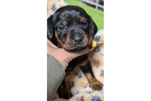 成約済の愛知県のミックス犬-368556の12枚目