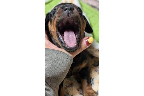 成約済の愛知県のミックス犬-368556の11枚目
