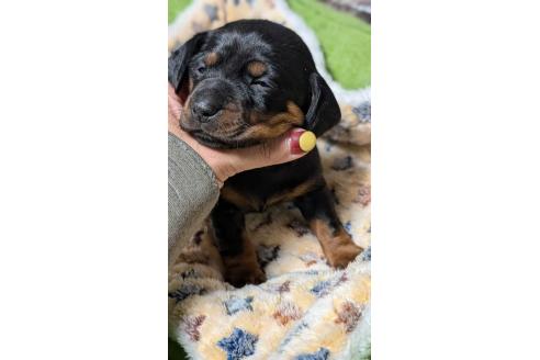 成約済の愛知県のミックス犬-368556の10枚目