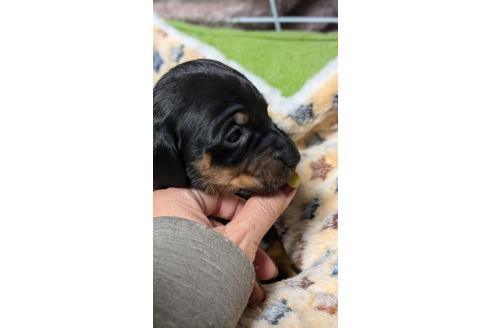 成約済の愛知県のミックス犬-368556の8枚目