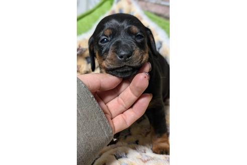 成約済の愛知県のミックス犬-368556の7枚目