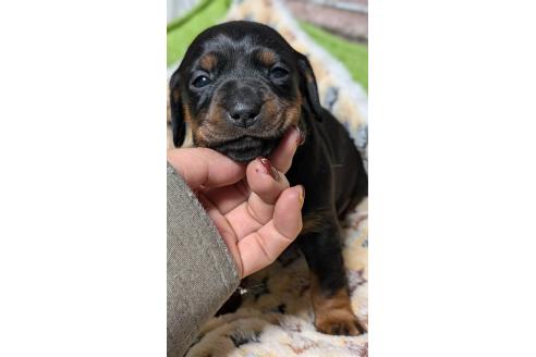 成約済の愛知県のミックス犬-368556の6枚目
