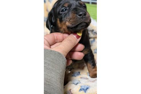 成約済の愛知県のミックス犬-368556の5枚目