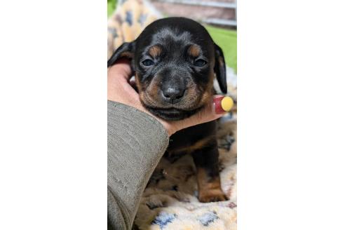 成約済の愛知県のミックス犬-368556の4枚目