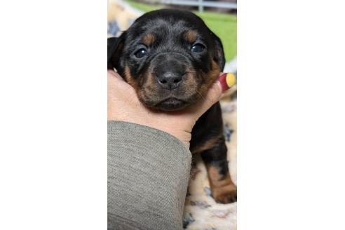 成約済の愛知県のミックス犬-368556の3枚目