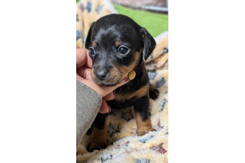 成約済の愛知県のミックス犬-368557の12枚目
