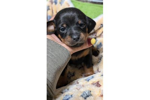 成約済の愛知県のミックス犬-368557の1枚目