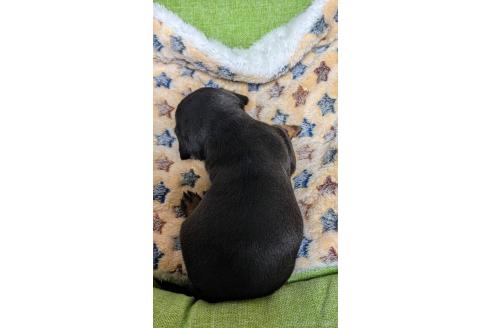 成約済の愛知県のミックス犬-368557の11枚目