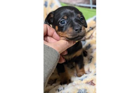 成約済の愛知県のミックス犬-368557の10枚目