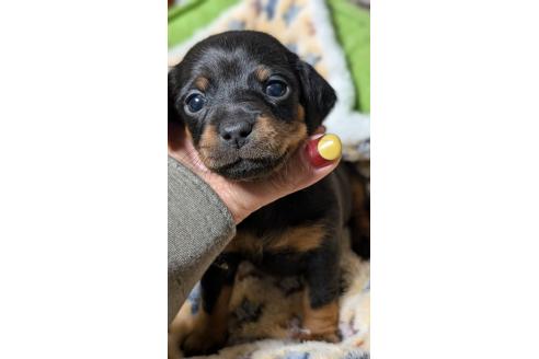 成約済の愛知県のミックス犬-368557の9枚目