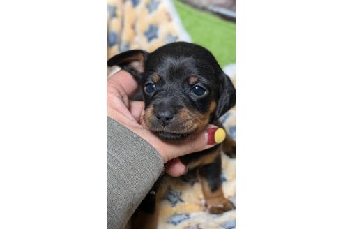 成約済の愛知県のミックス犬-368557の8枚目